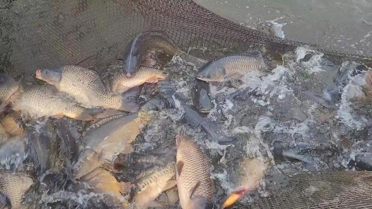 Karper. Spiegelkarper, schubkarper, graskarper, Tuin en Terras, Vijver-toebehoren, Ophalen of Verzenden