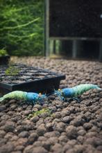 Bleu bolt orange eye(ZELDZAAM)