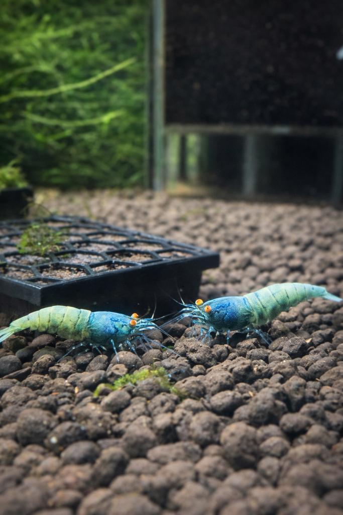 Bleu bolt orange eye(ZELDZAAM), Dieren en Toebehoren, Vissen | Aquariumvissen