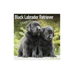 Black Labrador Puppy Kalender 2018, Nieuw, Ophalen of Verzenden, Jaarkalender