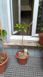 Citrus - citroen of cedraat - geënt op Poncirus Trifoliata, Tuin en Terras, Planten | Fruitbomen, Ophalen, In pot