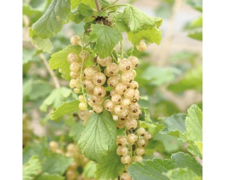 Ribes 'Album en 'Niger' en andere fruitplanten, Tuin en Terras, Planten | Tuinplanten, Vaste plant, Fruitplanten, Volle zon, Ophalen