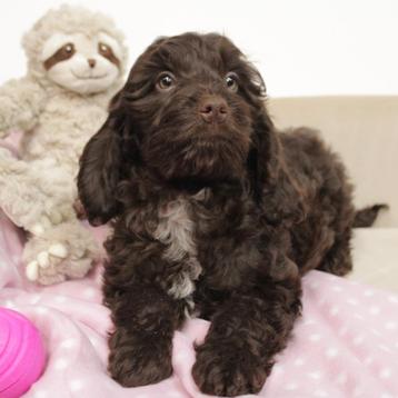 Cockapoo - Chocolade pups te koop beschikbaar voor biedingen