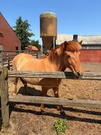 Ijslandse merrie te koop, Dieren en Toebehoren, Paarden, Merrie, Minder dan 160 cm, Gechipt, 11 jaar of ouder