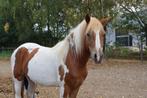 2 mooie bonte ponys, Dieren en Toebehoren, Pony's, E pony (1.48m - 1.57m), Gechipt, Ruin, 3 tot 6 jaar
