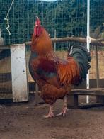 Jack zoekt een nieuwe woning!!, Dieren en Toebehoren, Pluimvee, Mannelijk, Kip