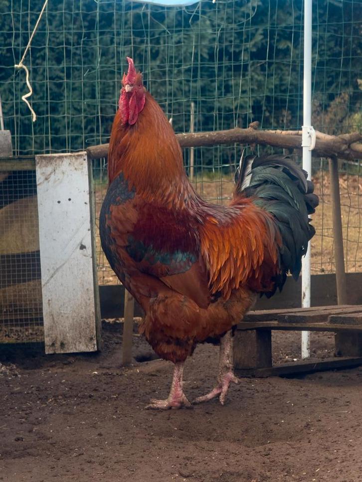 Jack zoekt een nieuwe woning!!, Dieren en Toebehoren, Pluimvee, Kip, Mannelijk