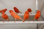 Rode kanaries, Dieren en Toebehoren, Vogels | Kanaries, Meerdere dieren, Kleurkanarie