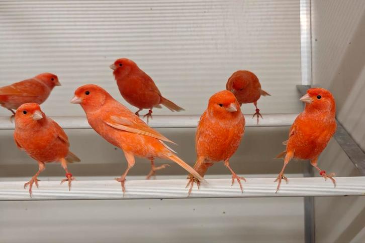 Rode kanaries, Dieren en Toebehoren, Vogels | Kanaries, Kleurkanarie, Meerdere dieren