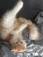 Minouche, Dieren en Toebehoren, Katten-accessoires, Ophalen, Zo goed als nieuw