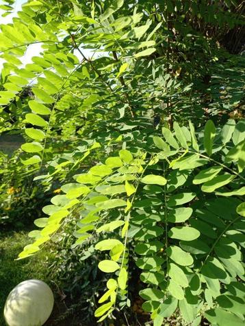 Gratis Robinia pseudoacacia boompje  beschikbaar voor biedingen
