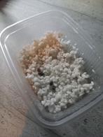 Phasmes bâton et œuf à vendre, Animaux & Accessoires, Enlèvement ou Envoi, Comme neuf