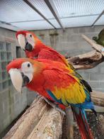 Geelvleugel ara, Dieren en Toebehoren, Mannelijk, Papegaai, Geringd