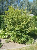Grote struik “Amelanchier Lamarckii “, Jardin & Terrasse, Plantes | Arbustes & Haies, Enlèvement, Arbuste
