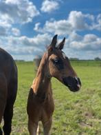 Prachtig hengstenveulen Deminic Z x Querlybet Hero, Dieren en Toebehoren, Hengst, L