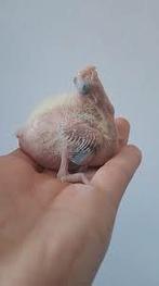 baby valkparkiet, Dieren en Toebehoren, Vogels | Parkieten en Papegaaien