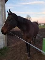 Sprinpaard, Dieren en Toebehoren, Paarden, Merrie, Springpaard, Zadelmak, 7 tot 10 jaar