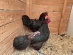4 australorp kweekhennen tentoonstellingskwaliteit, Dieren en Toebehoren, Pluimvee