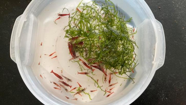 Crevettes red cherry, Dieren en Toebehoren, Vissen | Aquaria en Toebehoren, Ophalen