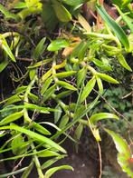 Orchidée Epidendrum peperomia, Animaux & Accessoires