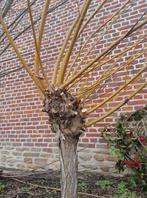 Tétard de saule, Tuin en Terras, Ophalen, Overige soorten, Struik, Minder dan 100 cm