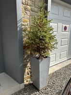 Grand ecopot + sapin Hauteur totale 150 cm, Enlèvement, Autres espèces, Plante fixe