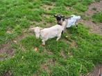 2 geitjes 4maand oud, Dieren en Toebehoren, Schapen, Geiten en Varkens