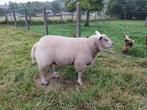 Ram te koop, Dieren en Toebehoren, Schapen, Geiten en Varkens, Mannelijk, Schaap, 0 tot 2 jaar