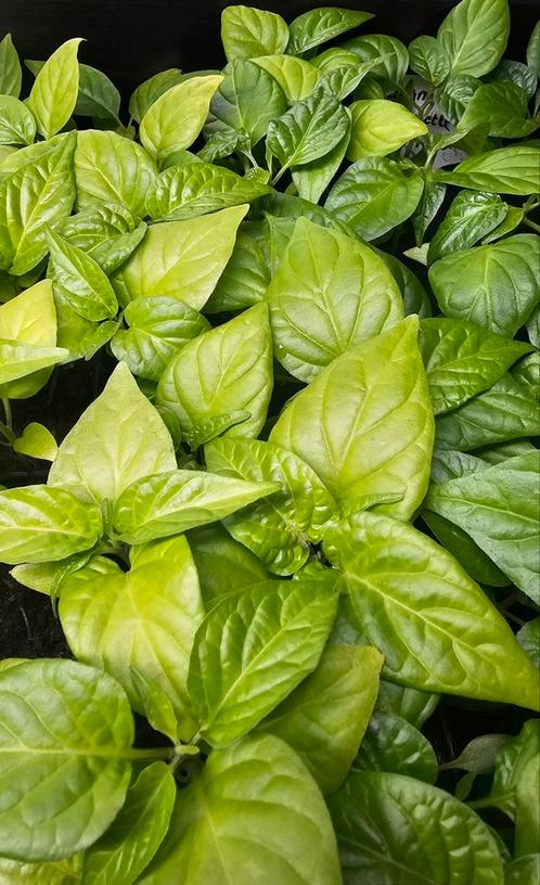 Peper plantjes stekjes moestuin madame jeanette carolina rea, Tuin en Terras, Planten | Tuinplanten, Ophalen of Verzenden