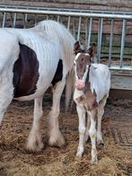 Mini Tinker met veulen, Dieren en Toebehoren, Pony's