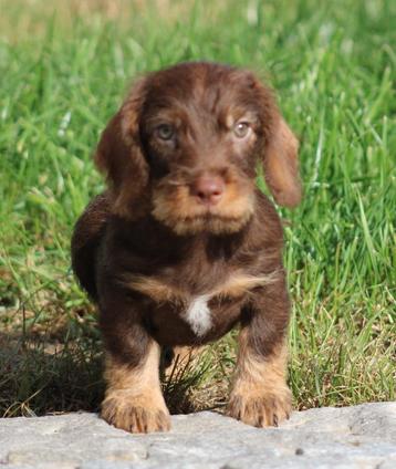 Chiot teckel Roughhair, Chien (mâle), Belgique, Poils durs, 8 à 15 semaines