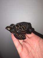 Barnsteen schilpad, Ophalen of Verzenden