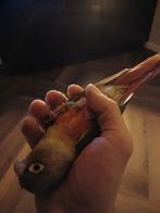 Honden/dieren oppas in huiselijke omgeving, regio Mechelen