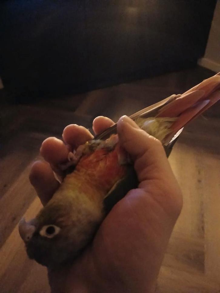 Honden/dieren oppas in huiselijke omgeving, regio Mechelen, Services & Professionnels, Animaux | Chiens | Soins, Dog-sitting & Dressage