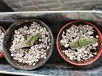 Gasteria hogwarts jonge scheutjes gezonde plant, Ophalen, Vetplant, Volle zon, Minder dan 100 cm