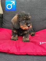 ruwhaar teckel pups, België, CDV (hondenziekte), 8 tot 15 weken, Dwerg