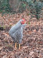 Amrock, Dieren en Toebehoren, Pluimvee, Kip