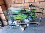 Terrarium in nieuwe staat, Ophalen of Verzenden