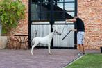 AMHA AMHR Palomino Miniatuur Paardje, Dieren en Toebehoren, Pony's, Merrie, Gechipt