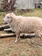 Ouessant ooi en lammetje ., Dieren en Toebehoren