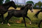 Jaarlinghengst van Asca Z, Dieren en Toebehoren, Paarden, Springpaard, Gechipt, Niet van toepassing, 0 tot 2 jaar