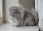 chinchilla Angora vrouwtjes, Animaux & Accessoires, Rongeurs, Femelle, Chinchilla