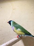 gouldamandines te koop, Vrouwelijk, Tropenvogel, Geringd