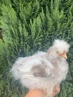 USA Zijdehoen te koop, Dieren en Toebehoren