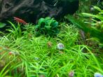 Aquarium planten, Ophalen, Nieuw, Plant(en), Steen of Hout
