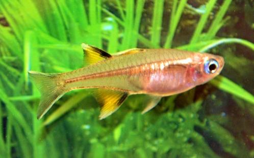 Pseudomugil Signifer / regenboogvis , Dieren en Toebehoren, Vissen | Aquariumvissen, Zoetwatervis, Vis, Schoolvis