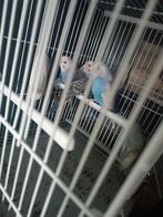 Je vends ou j'échange des perruches contre une femelle, Animaux & Accessoires, Oiseaux | Perruches & Perroquets, Mâle, Perroquet