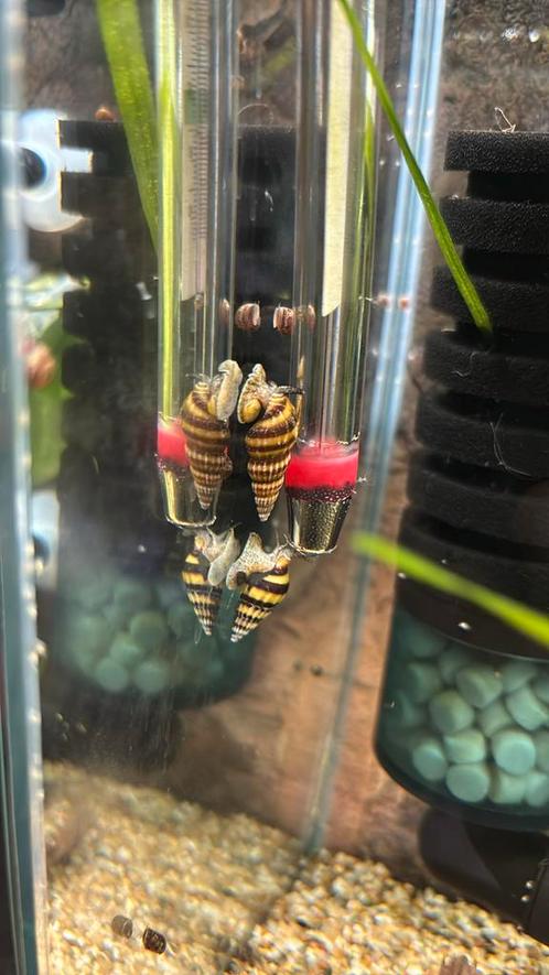 Anentome Helena slak etende slak - Moordenaarslak, Dieren en Toebehoren, Vissen | Aquariumvissen