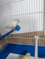 Canarie femelle, Dieren en Toebehoren, Vogels | Kanaries, Vrouwelijk, Postuurkanarie