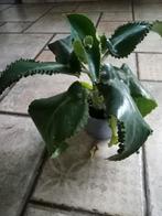 Plant: Mother of Thousands, Huis en Inrichting, Ophalen of Verzenden